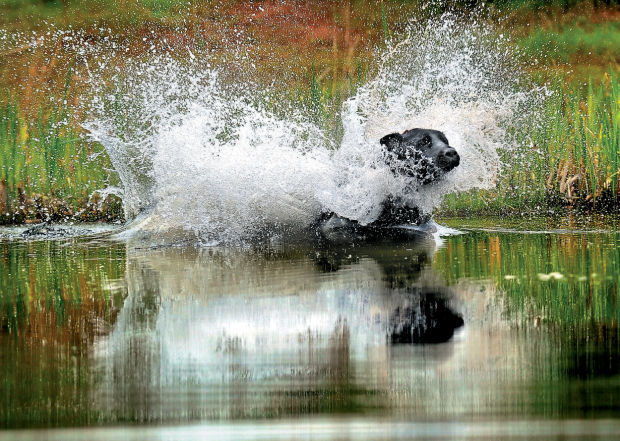 Outdoors Champion Retriever